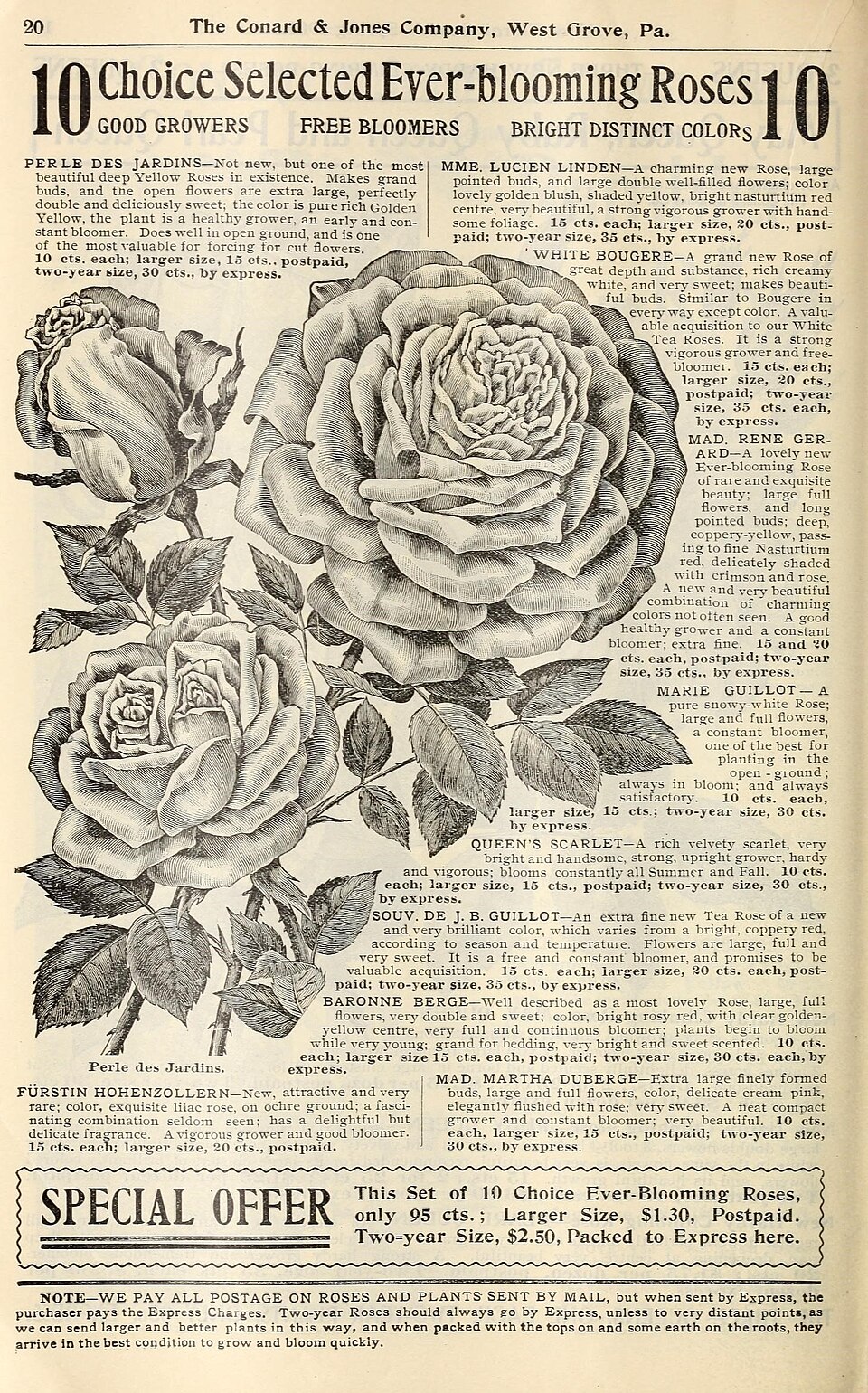 Perle des Jardins rose