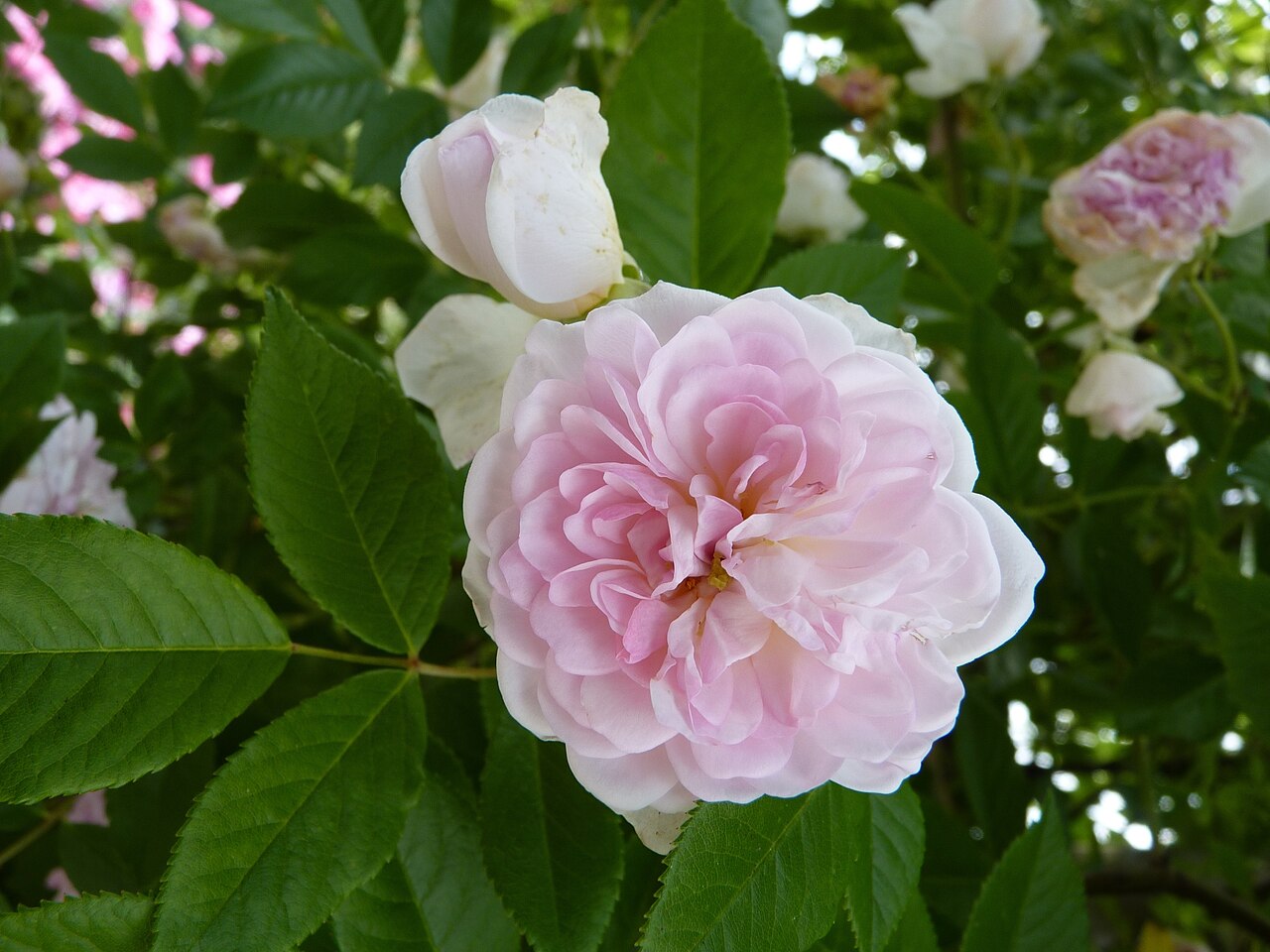 Psyche rose