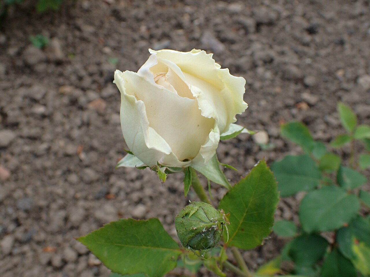 Lady Sackville