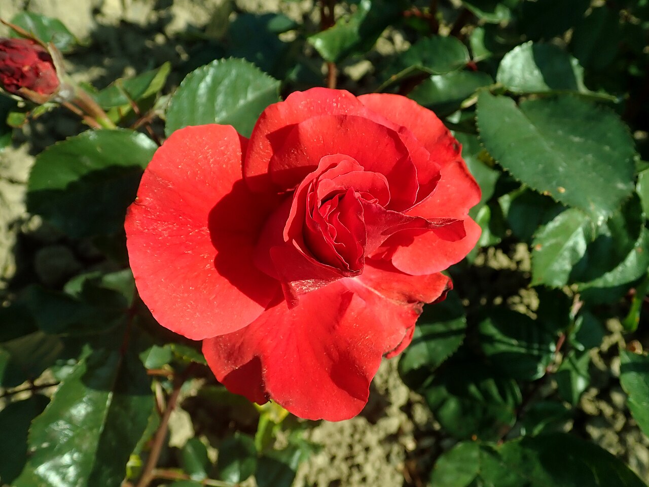 Pimlico