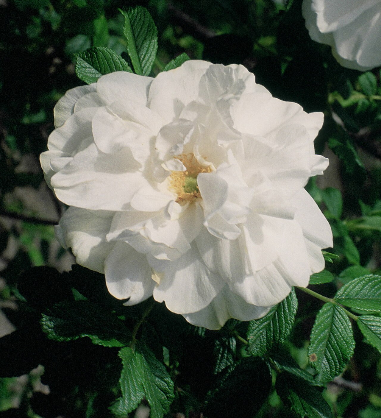Blanc Double de Coubert