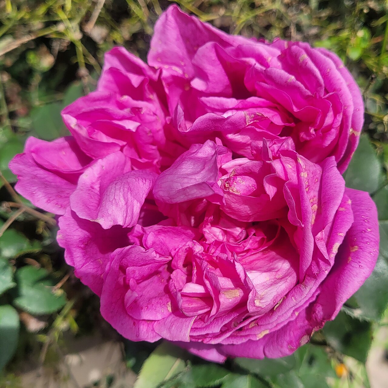 Duchesse de Rohan
