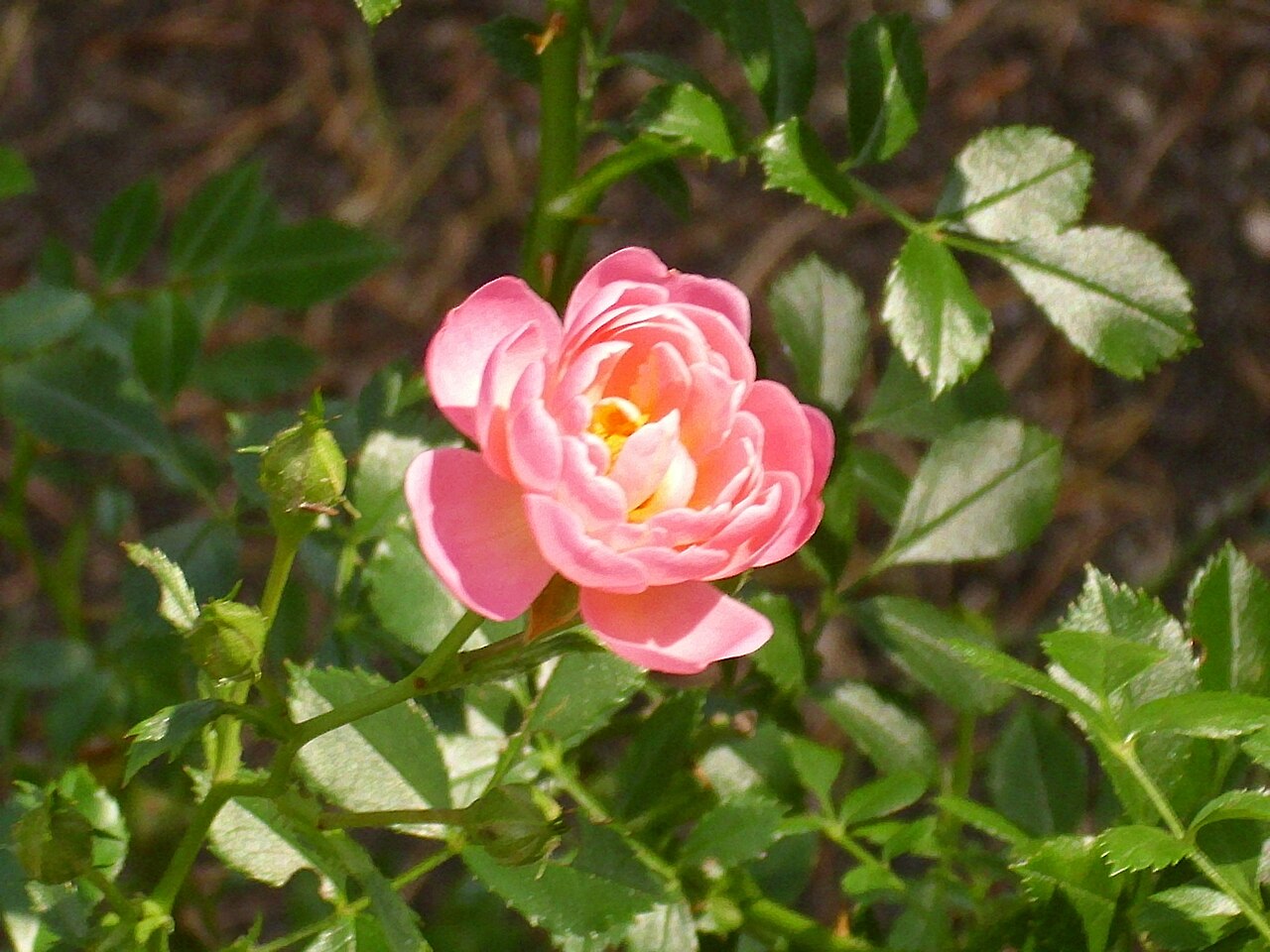 Sparkling Pink