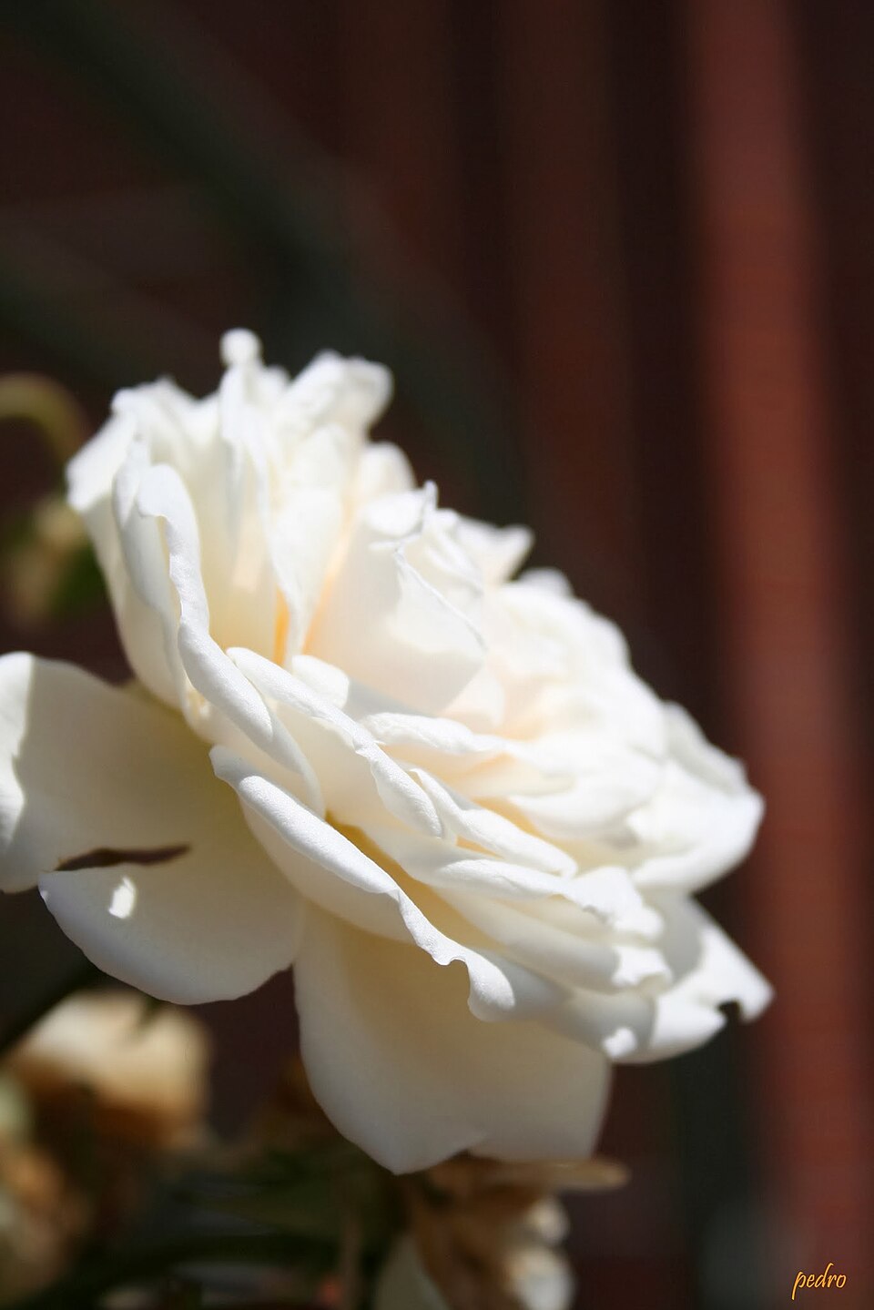 Colonial White
