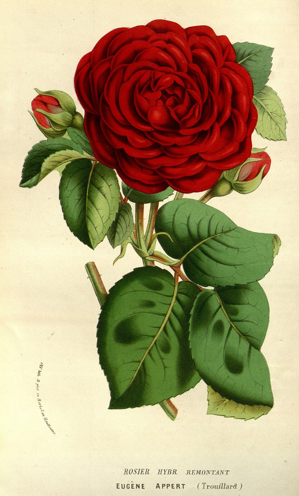 Eugène Appert