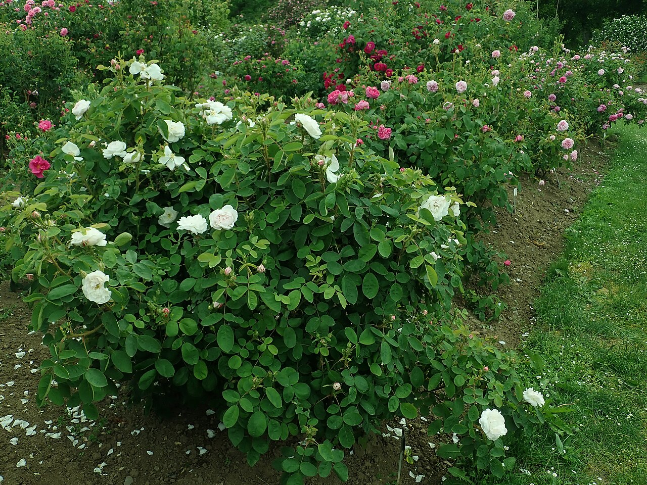 Alfred de Dalmas rose