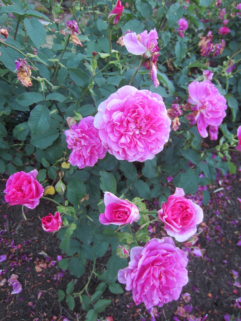England's Rose