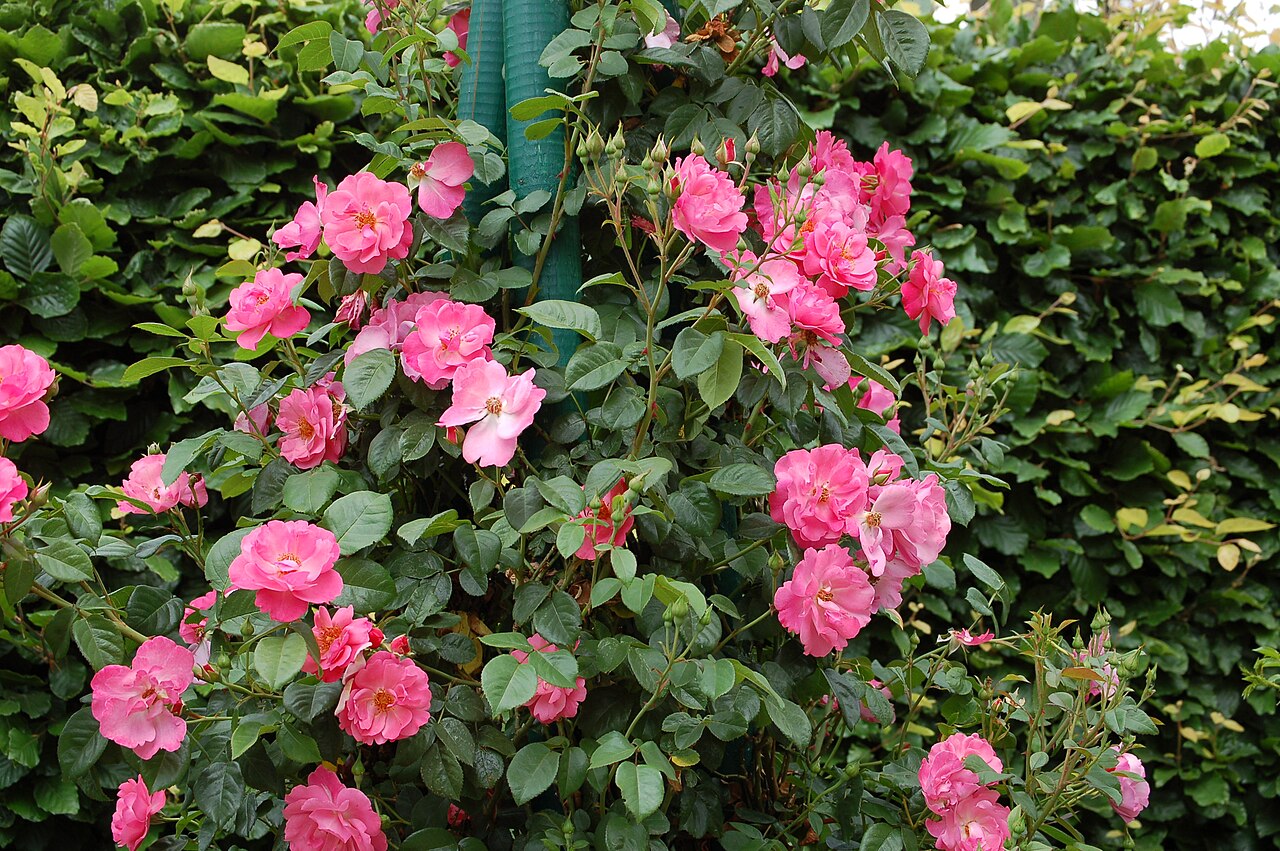 König Ludwig-Rose