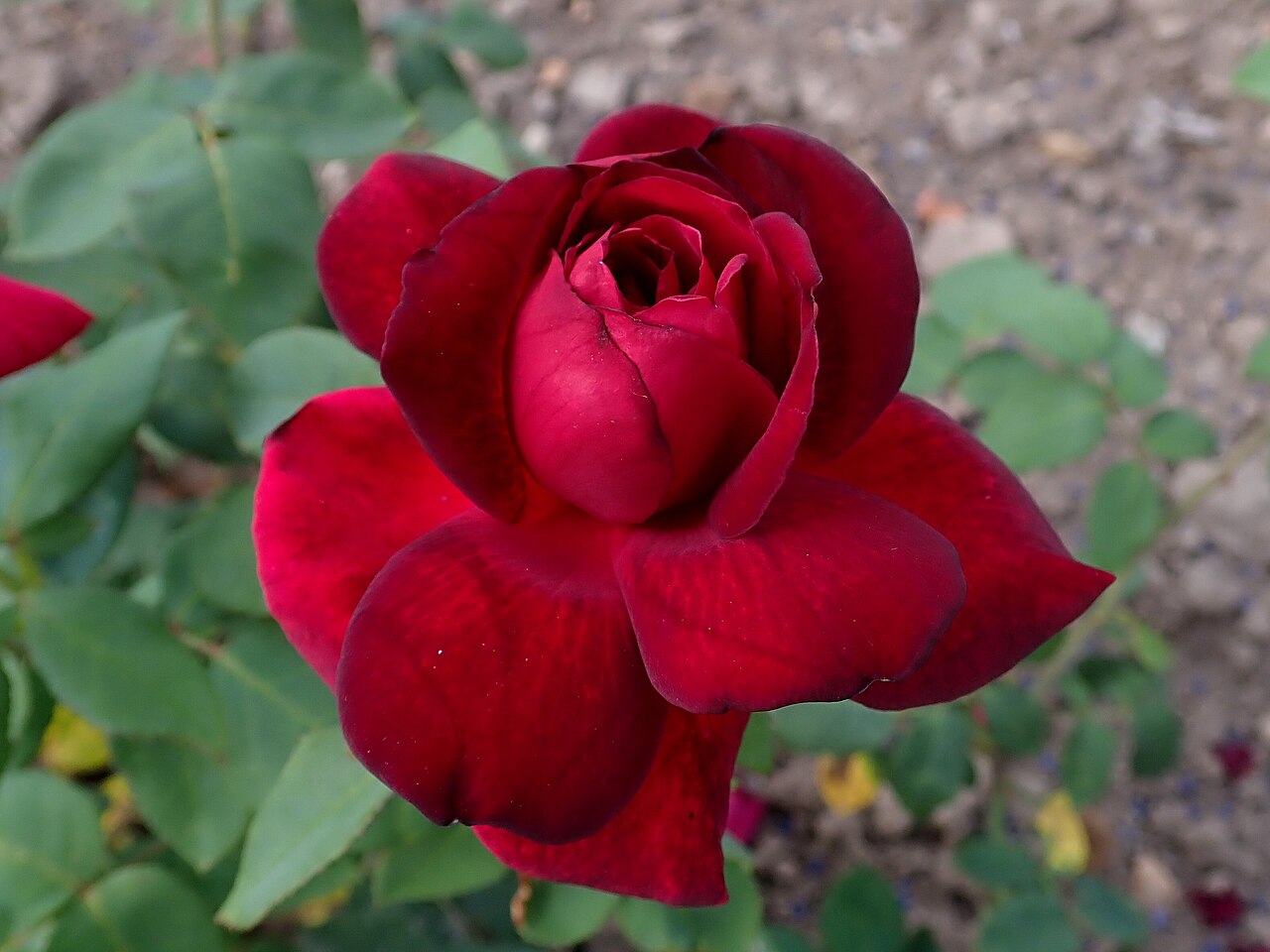 Black Velvet