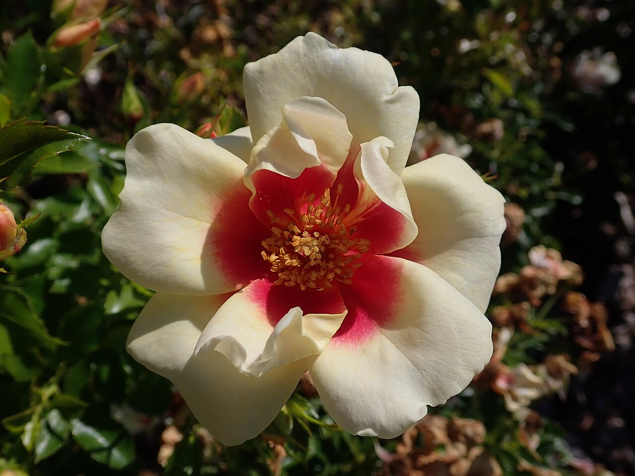 SweetSpot Yellow