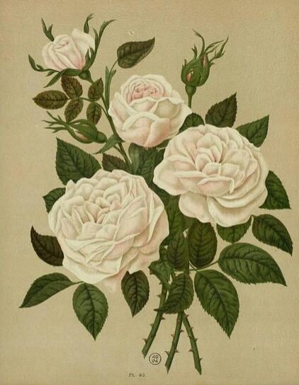 Madame Lacharme