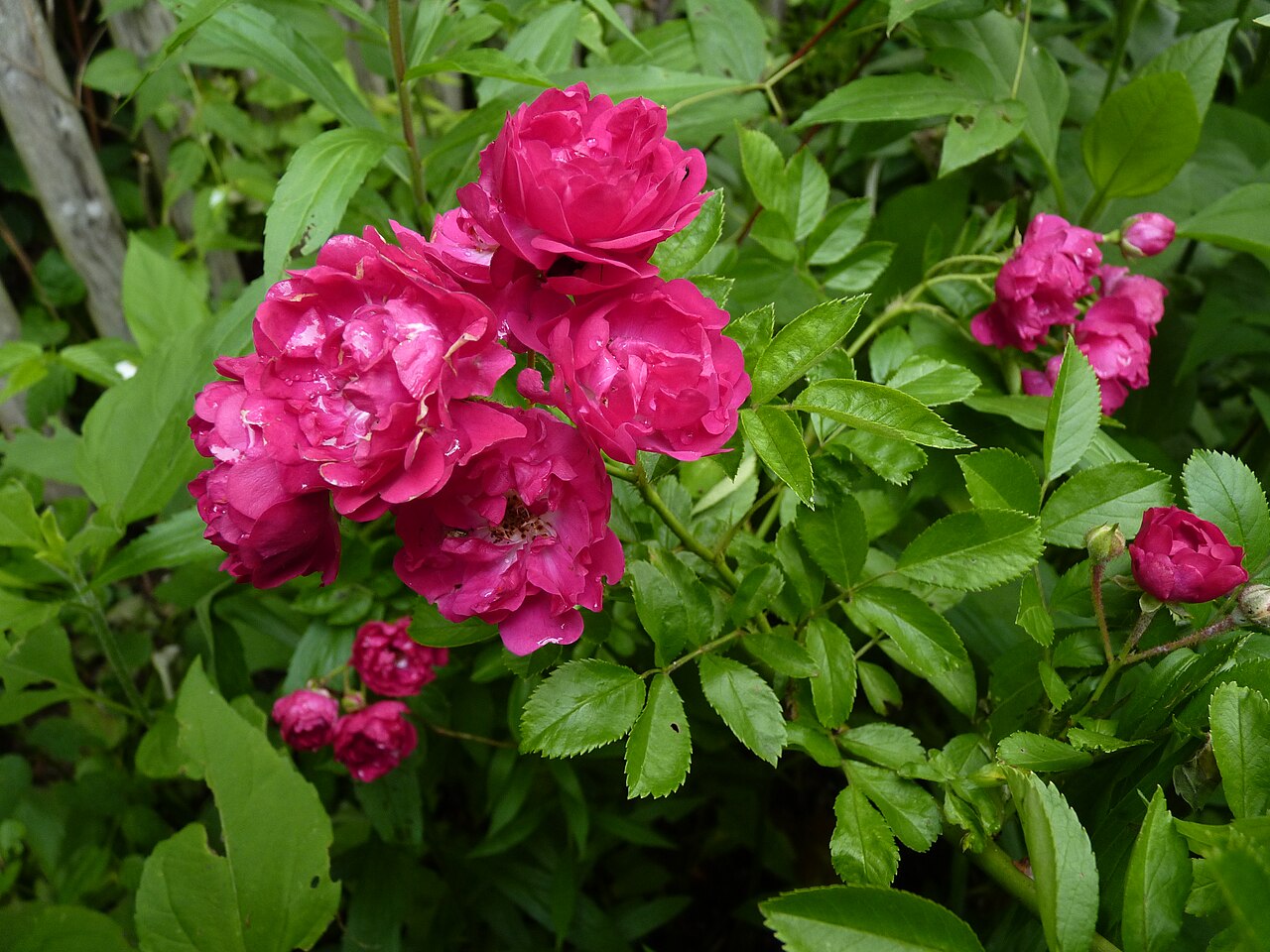 Hiawatha rose