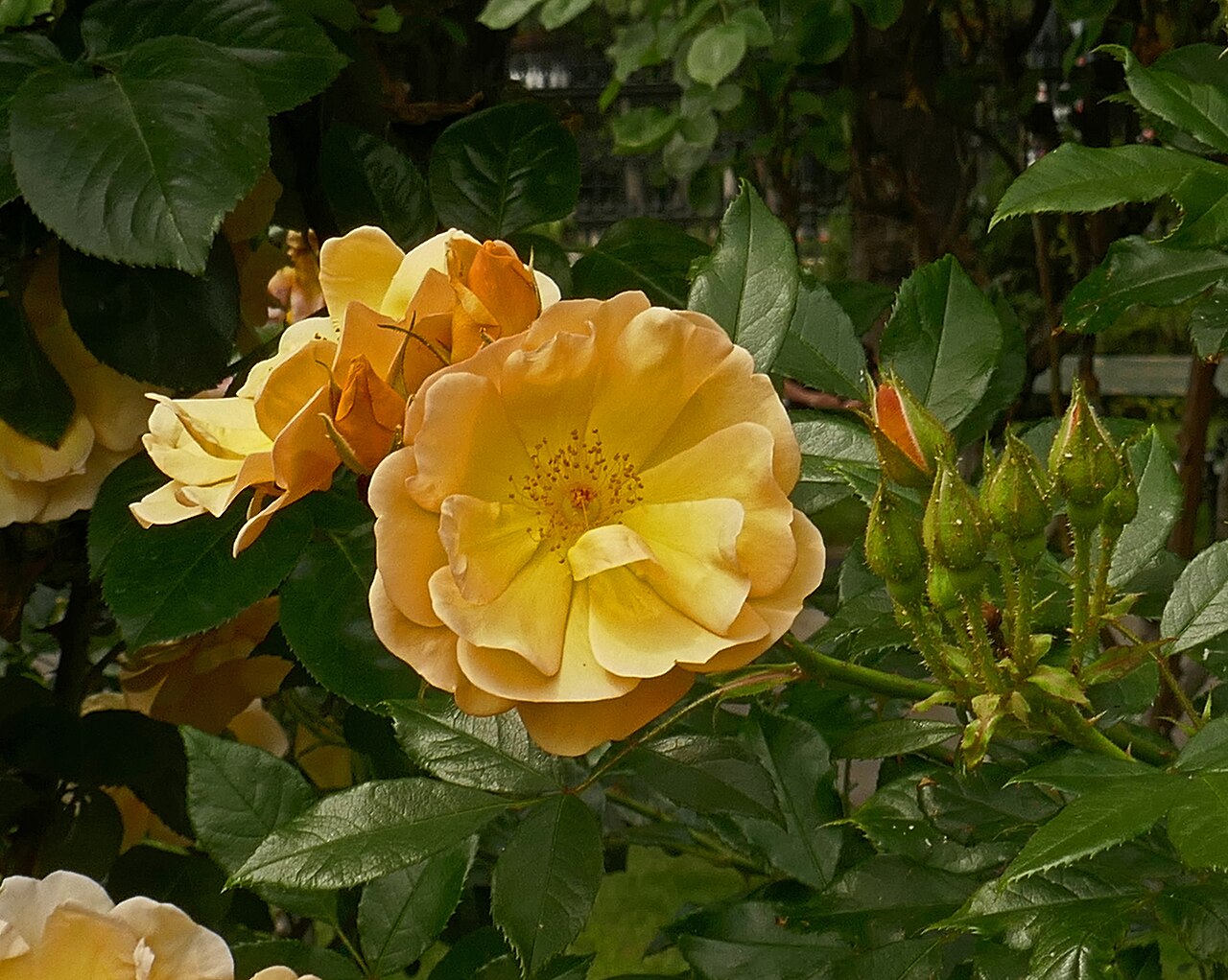 Amber Sun