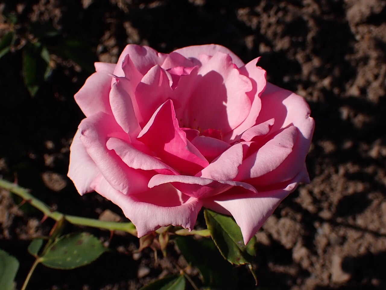 Agnes Roggen