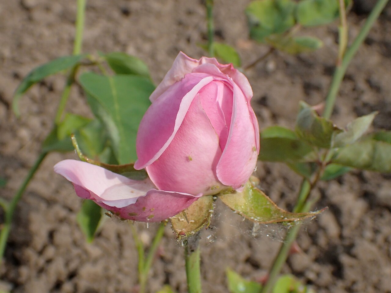 Madame Maurice Cazin