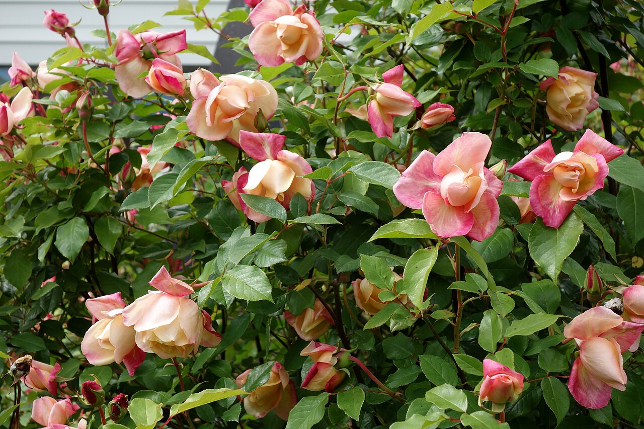 Rosette Delizy
