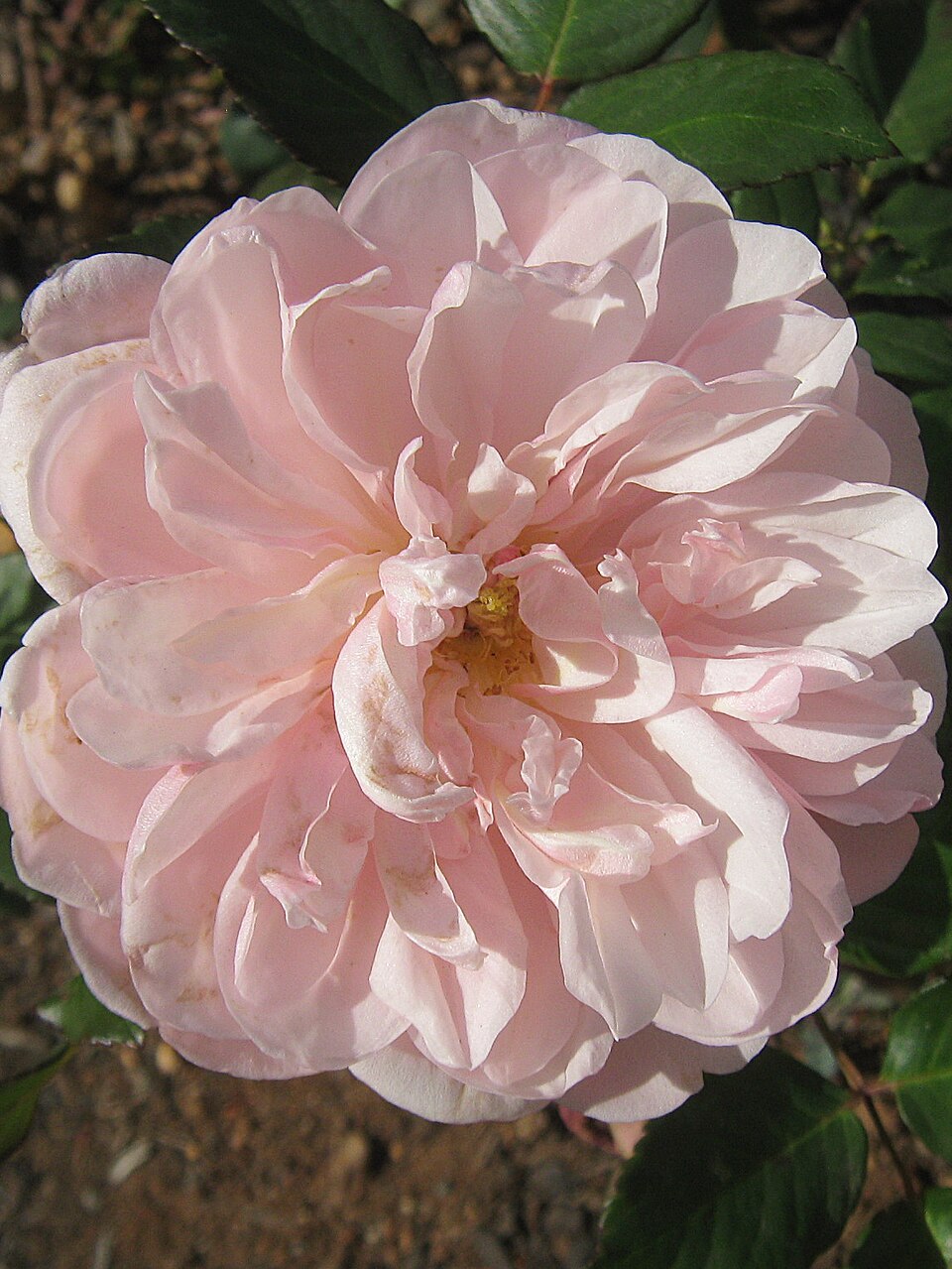 Rosa Gruss an Aachen