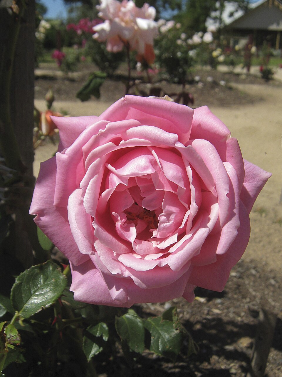 Lady Woodward