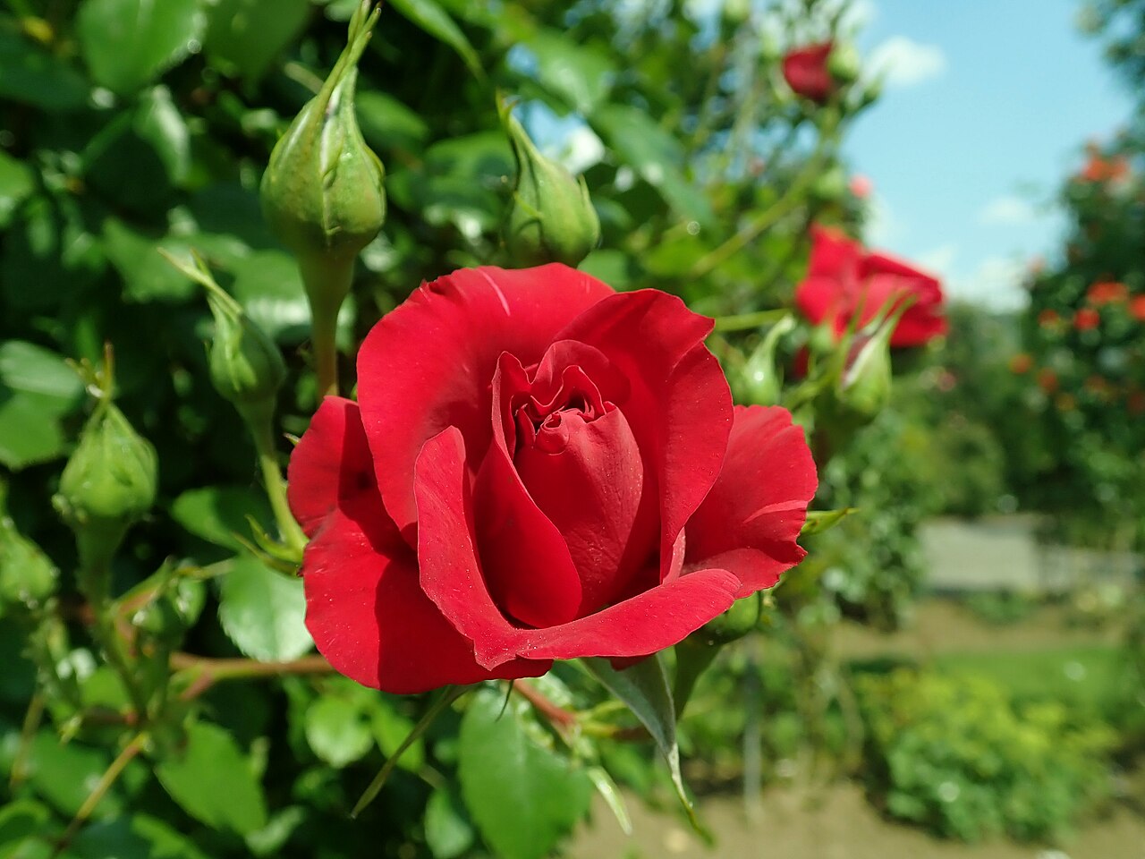 The Prince's Trust
