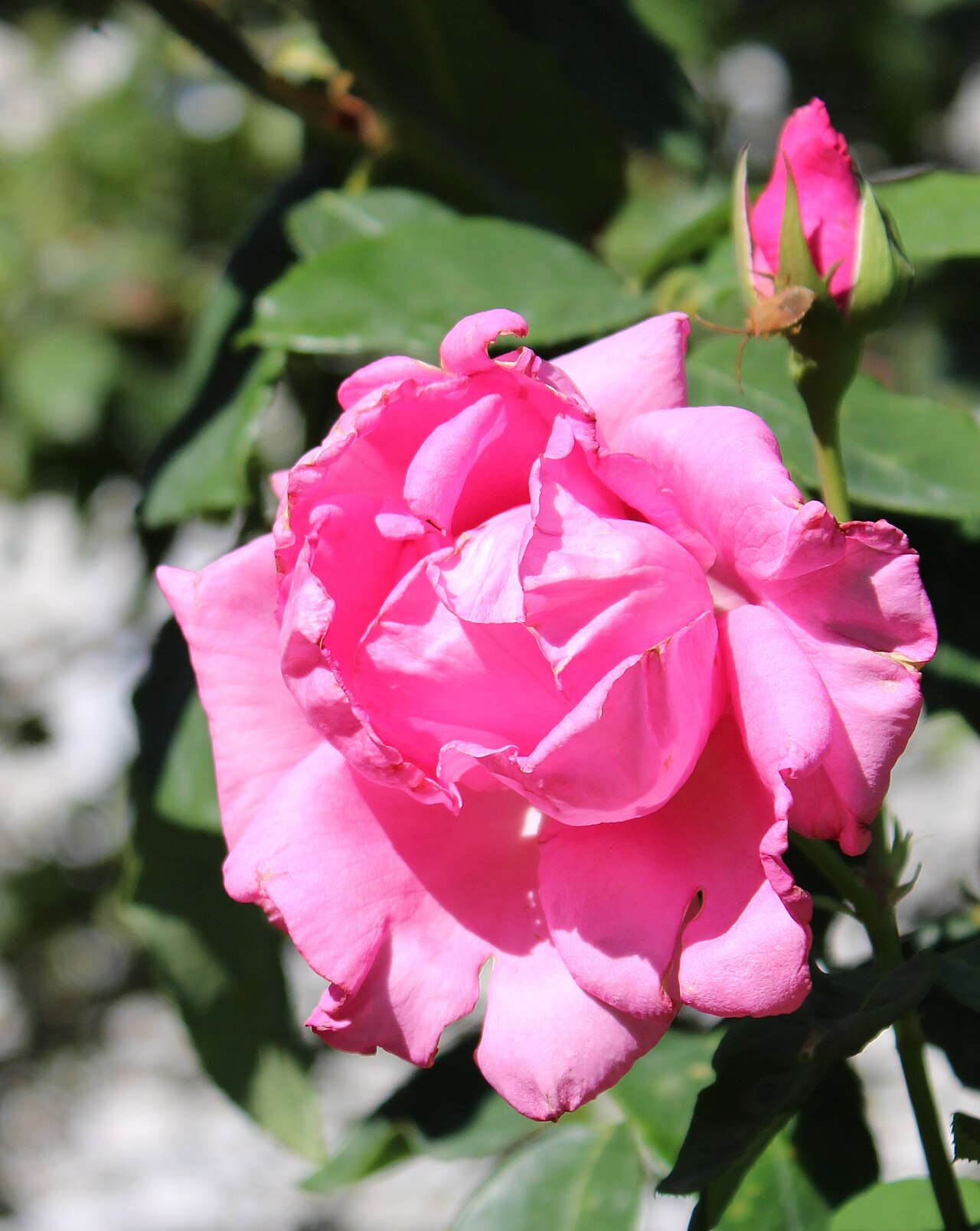 McCartney Rose