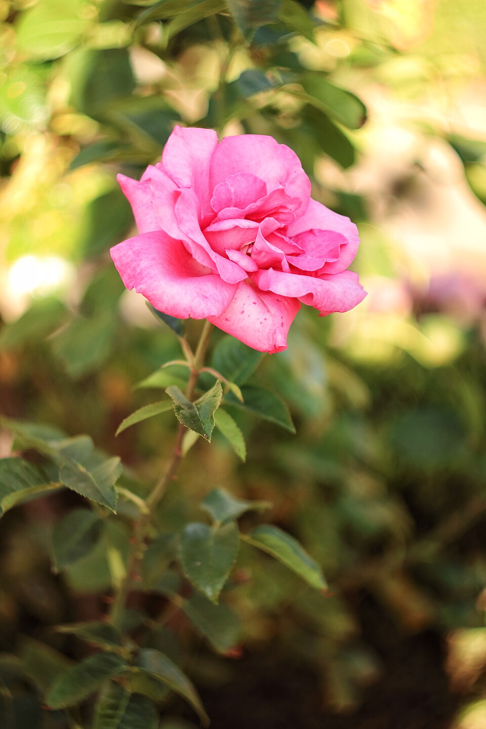 Lancome