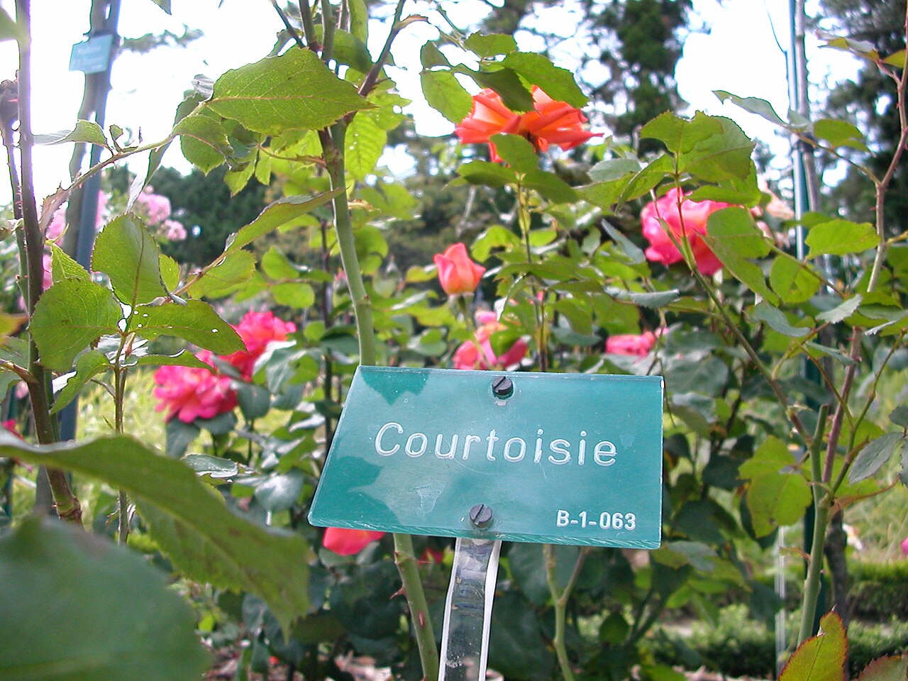 Courtoisie