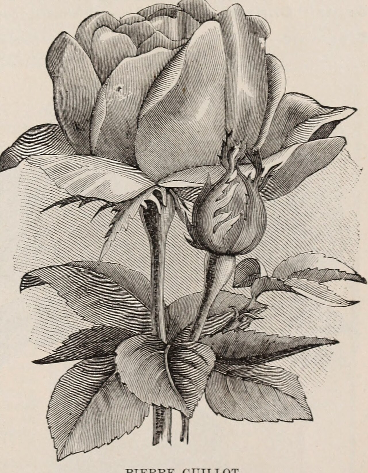Pierre Guillot