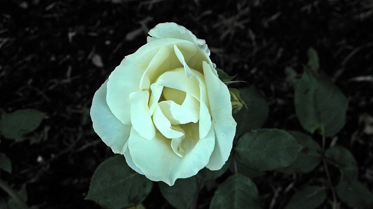 Ivory Triumph