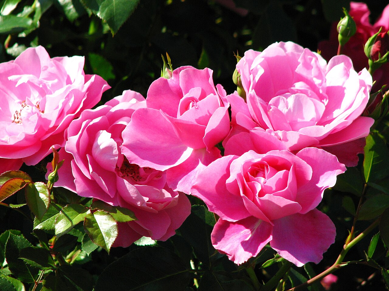 Play Rose