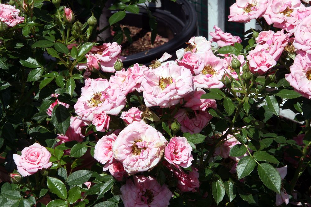Pink Symphony