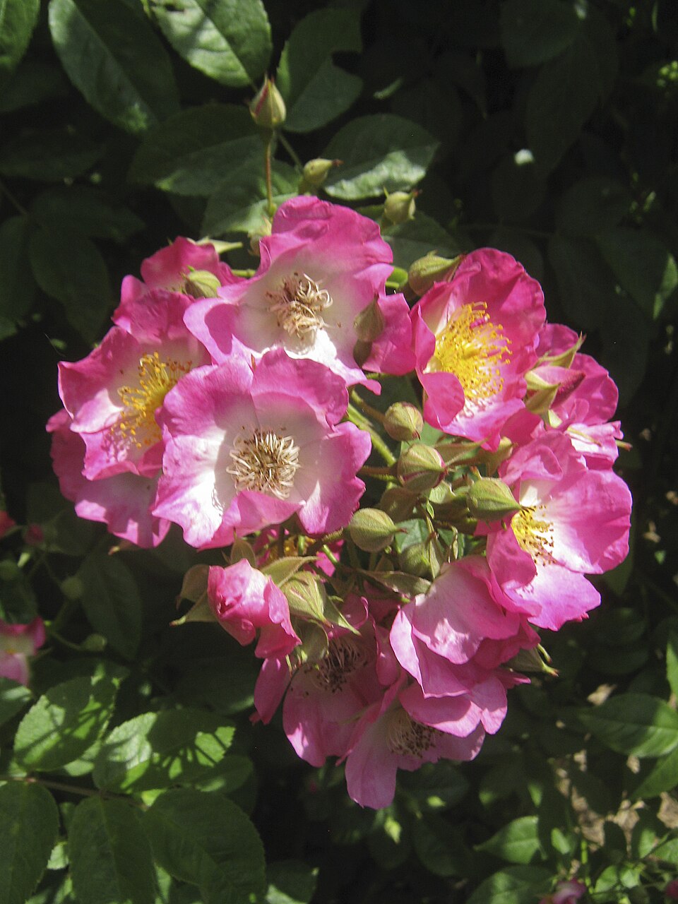 Gladsome rose