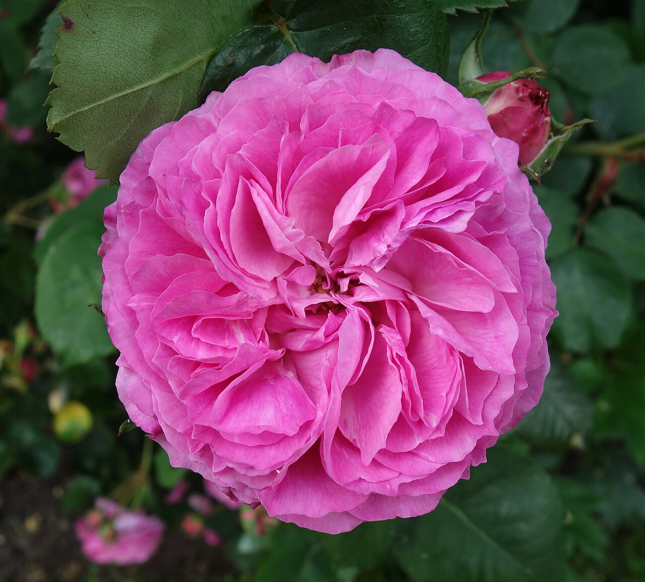 Madame Lauriol de Barny