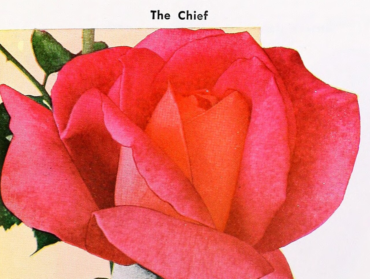 The Chief