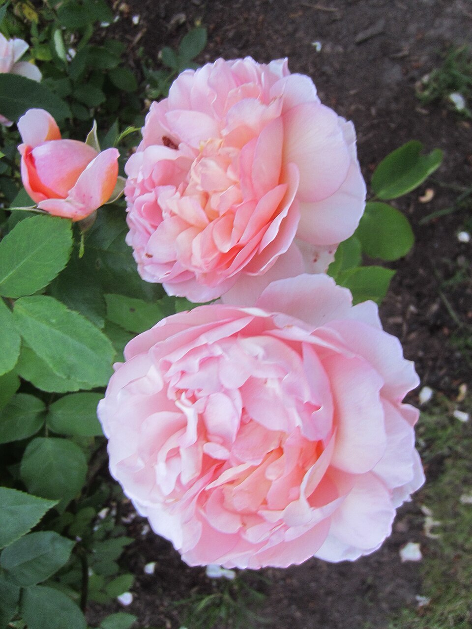 The Lady Gardener