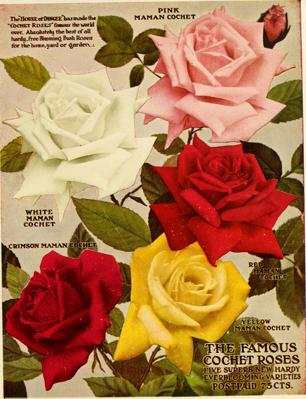 "Mrs. Morgan's Delight"