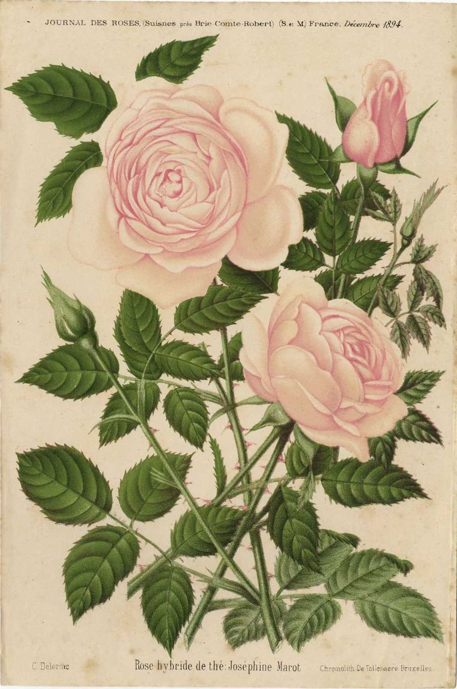 Joséphine Marot