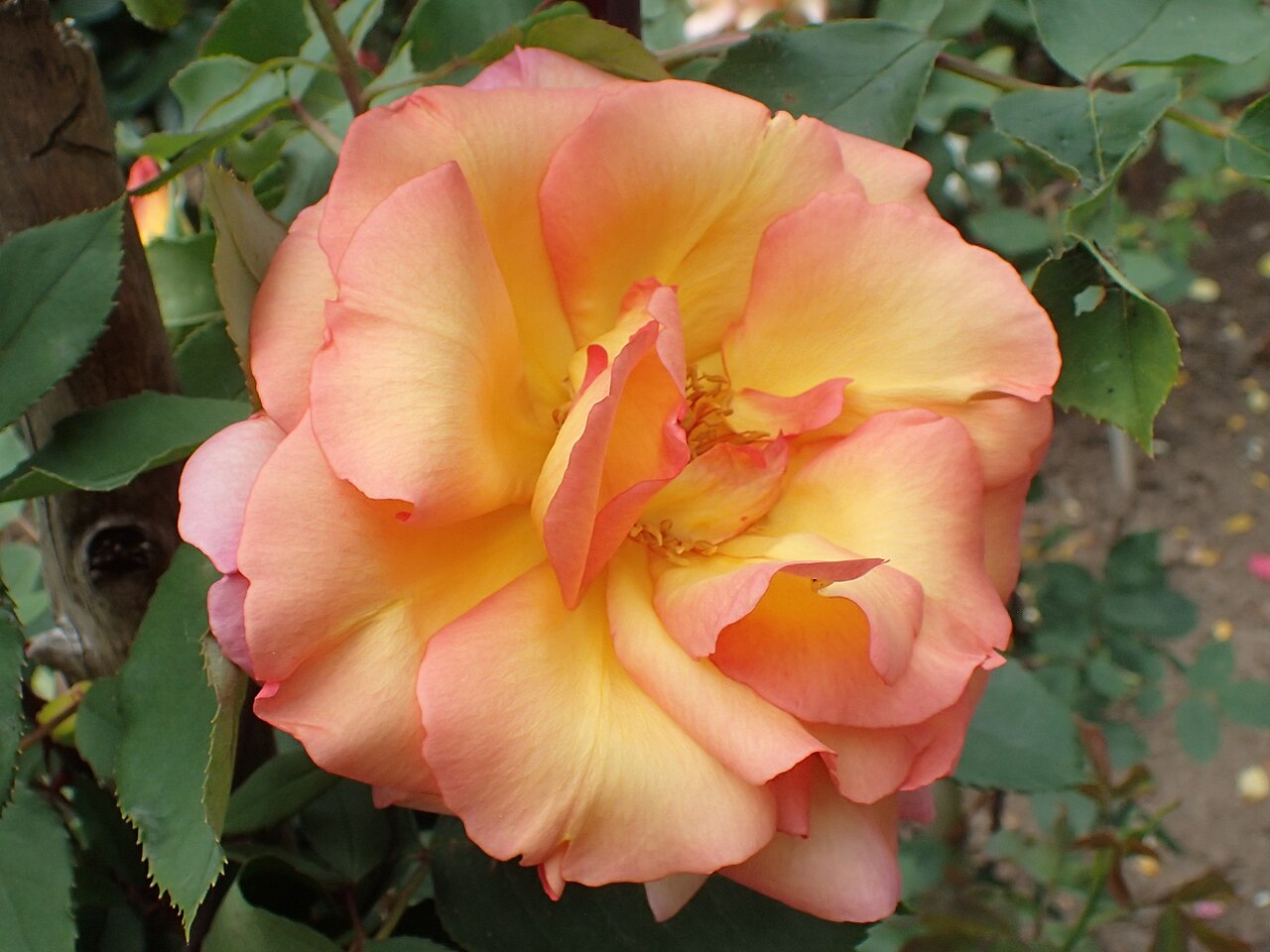 Parure d'Or