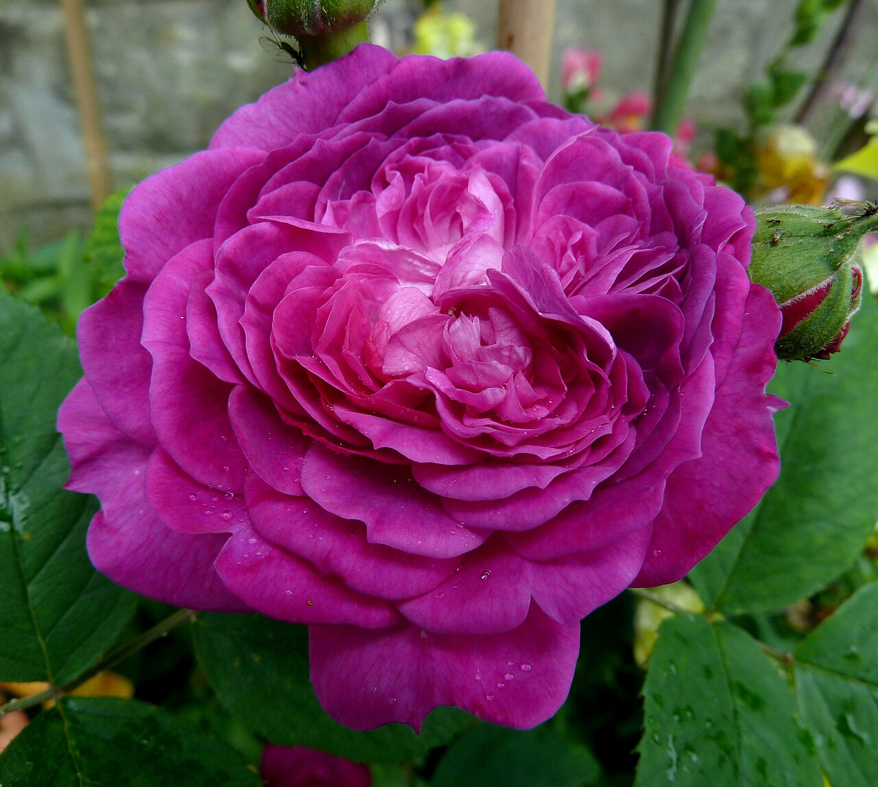 Reine des Violettes