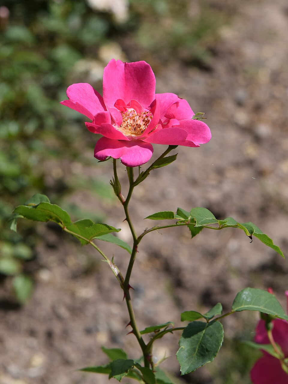Gartenstolz