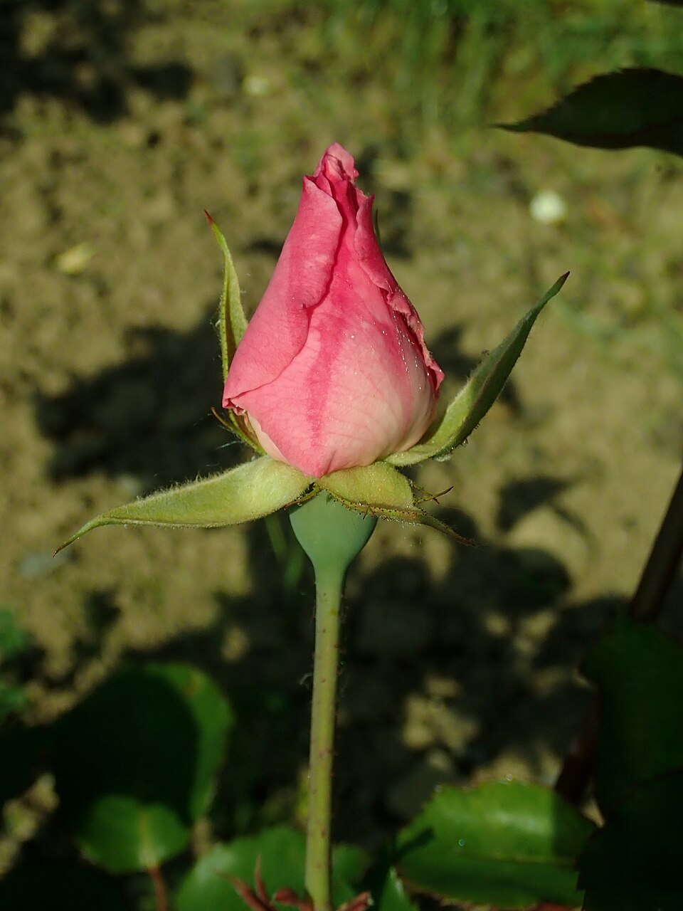Fortuna