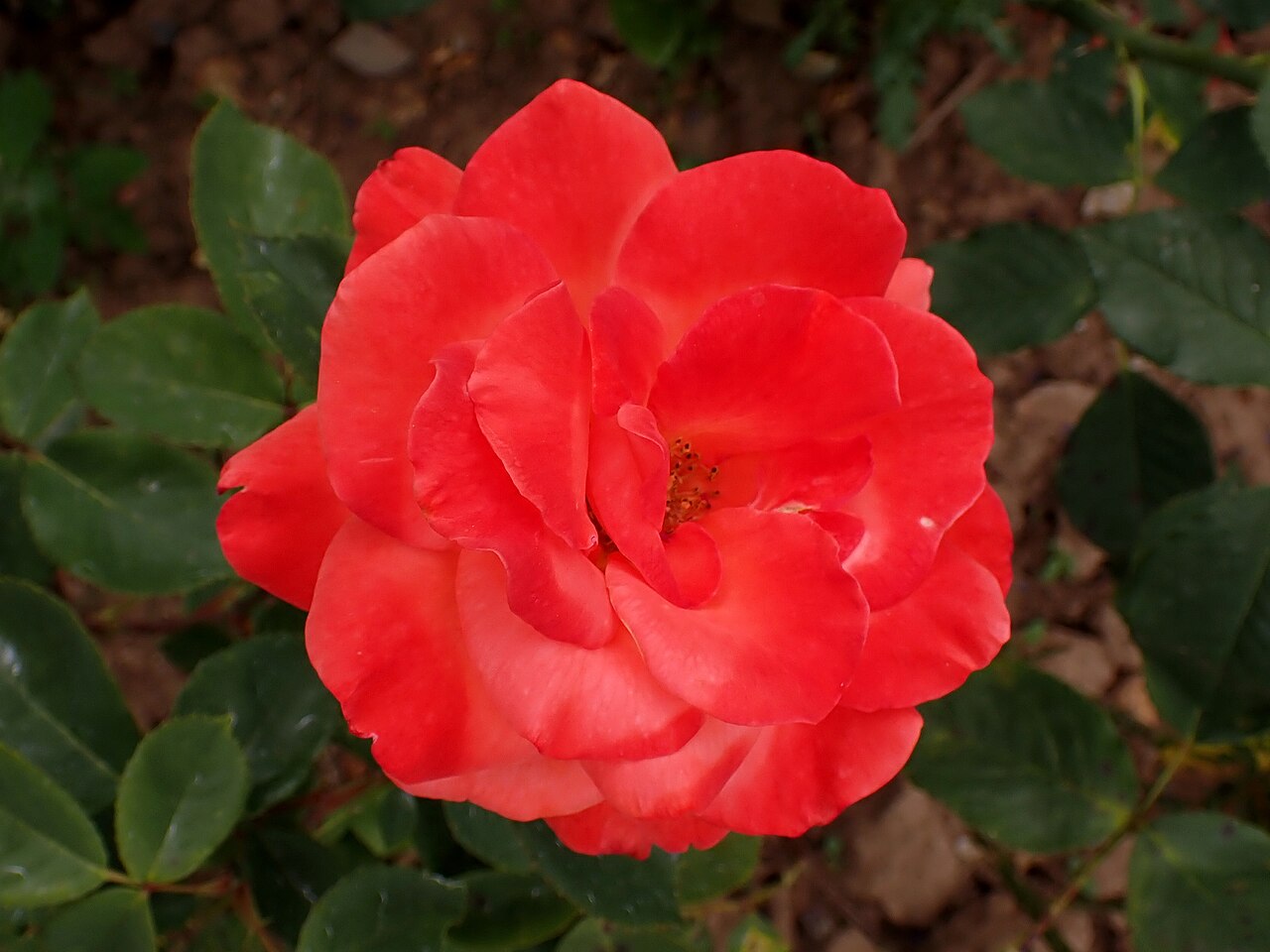 Lezginka