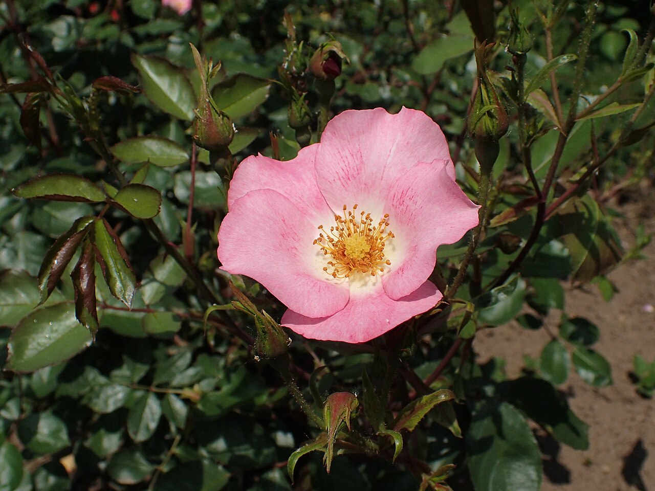 Pink Meidiland