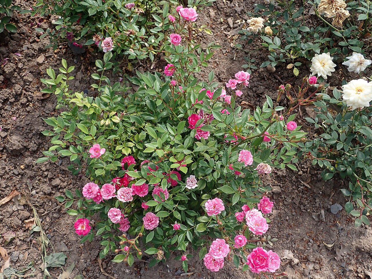 Rosada