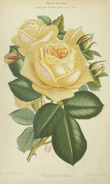 Belle Lyonnaise