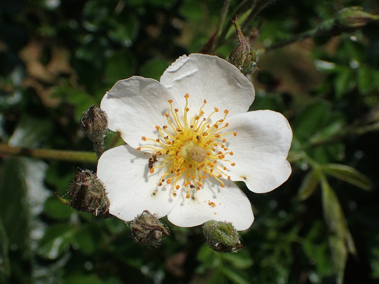 Filipès Rose