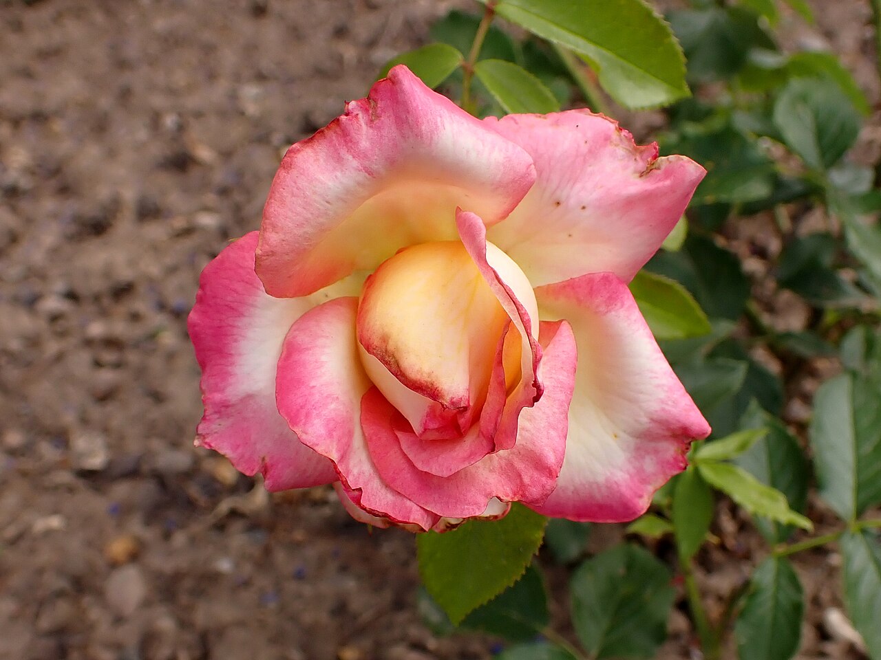 Permoser