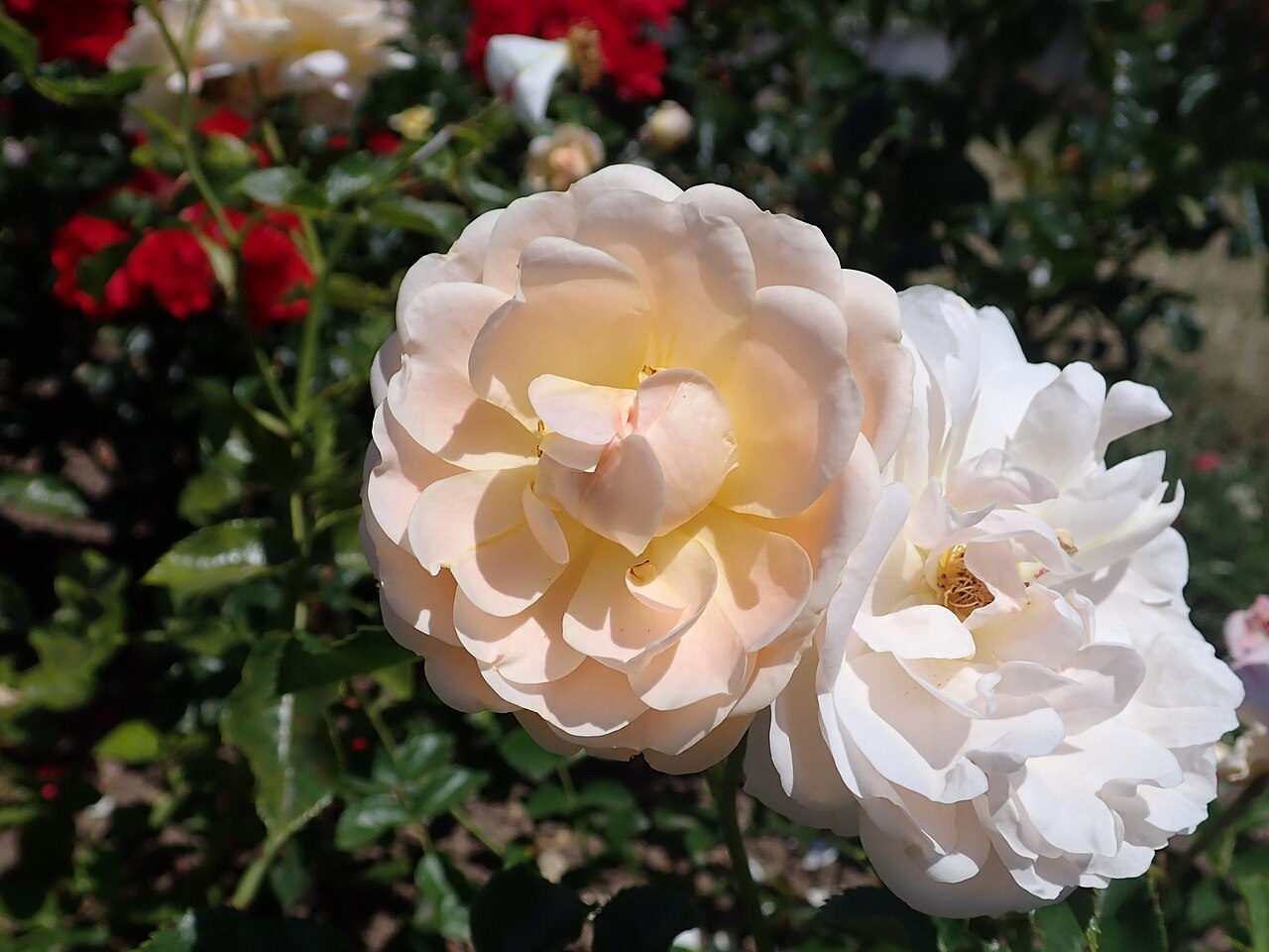 Isarperle