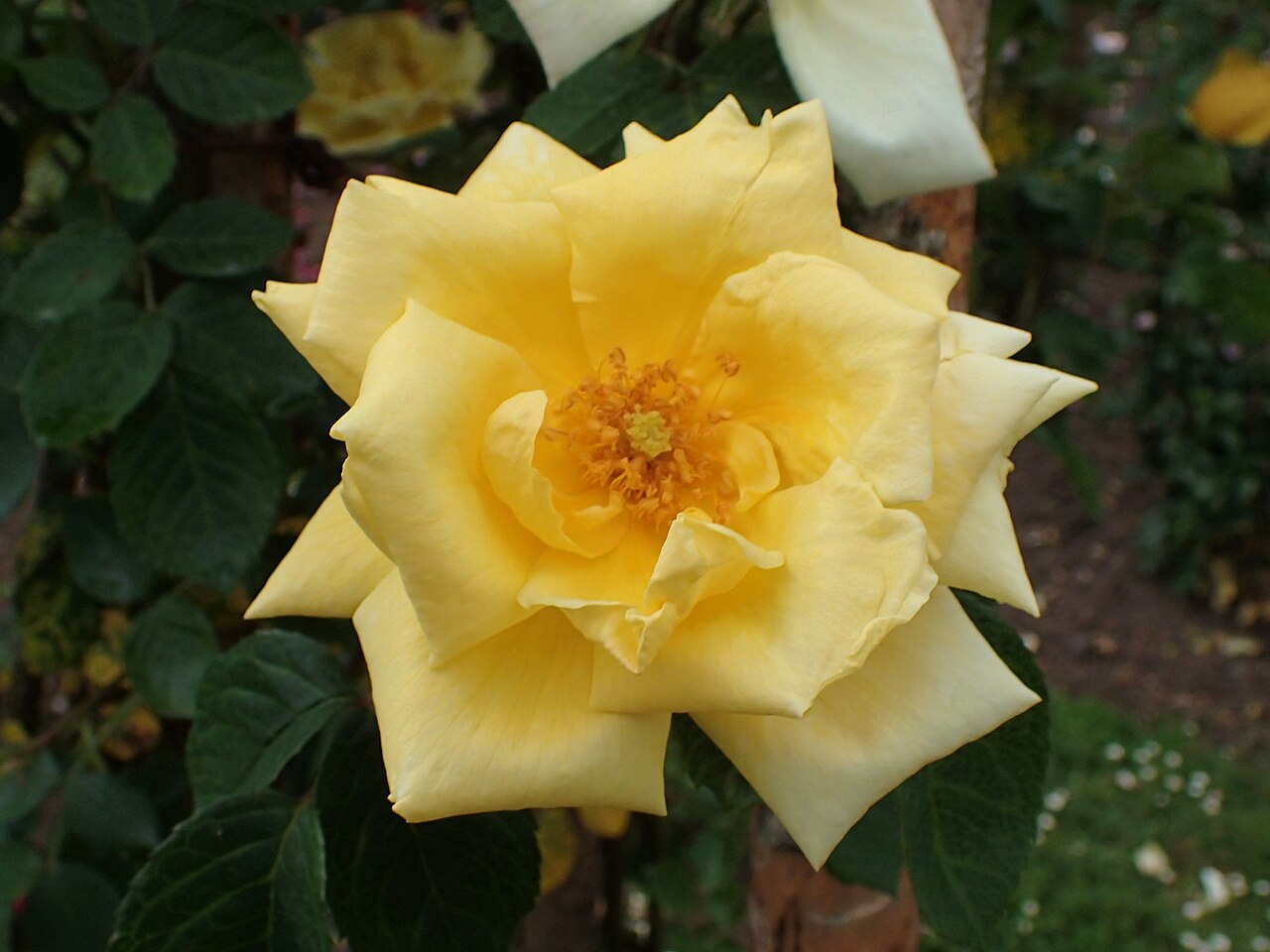 Mrs. Arthur Curtiss James