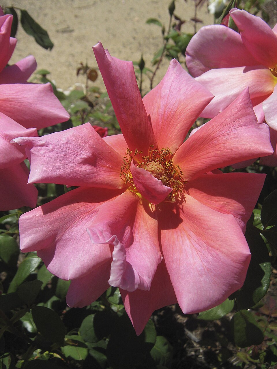Grande Duchesse Charlotte