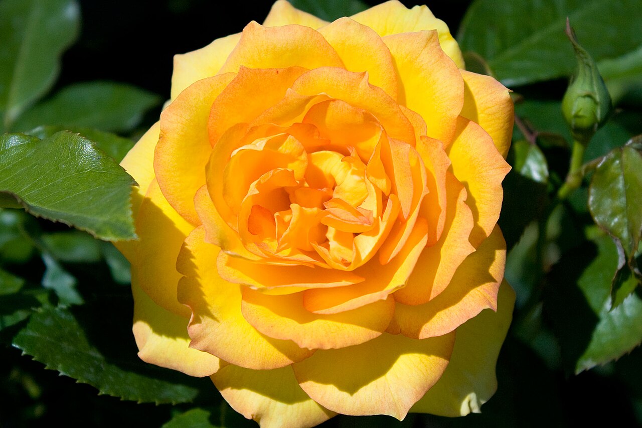 Victoria Gold